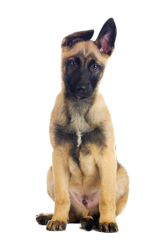 Funny picture of a dog with a floppy ear.